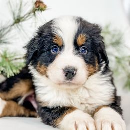 Frazier (Orange Collar) - Black rust and white male Bernese Mountain Dog puppy in Hudson, Indiana from TurkeyCreek-K9