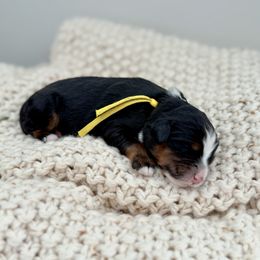 Iridessa - Black tri-color female Assorted Doodle Crosses puppy in Springville, Utah from JW Doodles