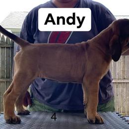 Mastiff Puppies from Rahas Mastiffs