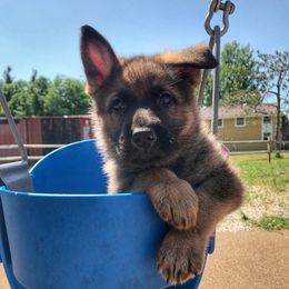 German Shepherds from von den Sturmfalken