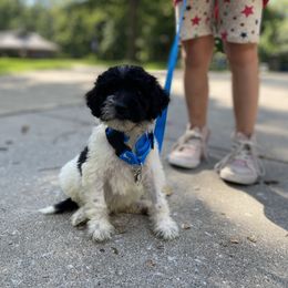 Goldendoodle Puppies from Mickey and Molly-multi-gen goldendoodles