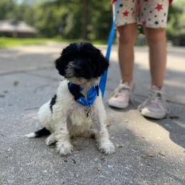 Goldendoodle Puppies from Mickey and Molly-multi-gen goldendoodles