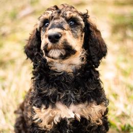 Poodles from Homestead Standard Poodlew