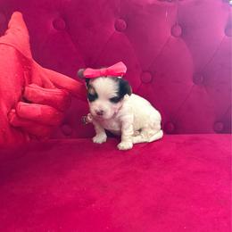 Lexus - Black & tan tri-color female Morkie puppy in Pennsauken, New Jersey from Noir Luxe Litters of NJ