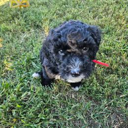 Red - Black and white male Bernedoodle puppy in Shelby, North Carolina from Forever Grateful Doodles