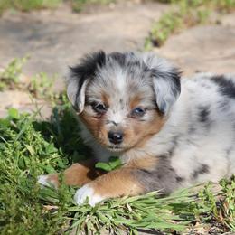 Miniature Australian Shepherd and Toy Australian Shepherd Puppies from Ashley's Aussies, LLC