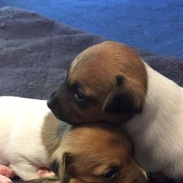 Toy Fox Terriers from Heartland Toy Fox Terriers