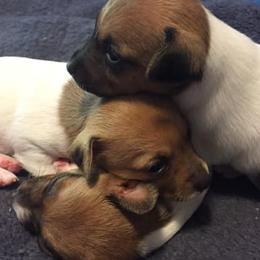 Toy Fox Terriers from Heartland Toy Fox Terriers