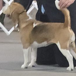 ANNIE - Beagle
