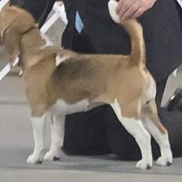 ANNIE - Beagle