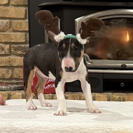 Miniature Bull Terrier puppies from Haltmeier-Sunrise