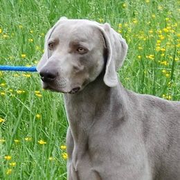 Bulldogs and Weimaraners from Peaksview