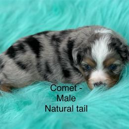 Comet - Blue merle male Toy Australian Shepherd puppy in Granbury, Texas from Texas Miniature Aussies