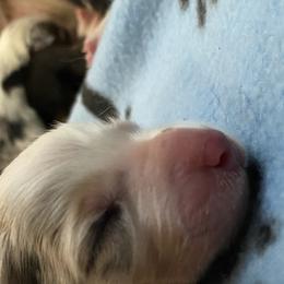 Winnefred - Australian Shepherd puppy in Poway, California from Side Tongue Shepherds