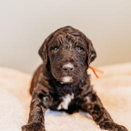 Charles Mingus - Chocolate male Labradoodle puppy in Orange, Virginia from Hillcrest Labradoodles