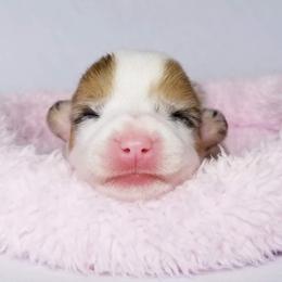 American Corgi and Pembroke Welsh Corgi Puppies from Whimsical Treasure Corgis