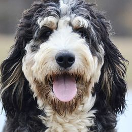 Bernedoodles from Dixie land Doodles