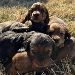 Dachshunds from Hibbard’s Dachshunds