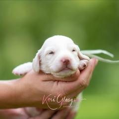 AKC Snowy - Cream male Dachshund puppy in Knox City, Missouri from Brittney's Dachshunds