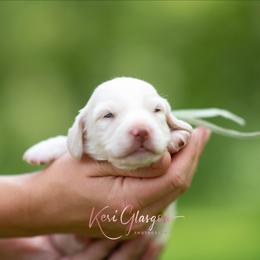 AKC Snowy - Cream male Dachshund puppy in Knox City, Missouri from Brittney's Dachshunds