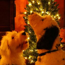 Old English Sheepdog Puppies from Sapphire Eyes Sheepdogs