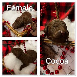 Aussiedoodle Puppies from Woodfield Doodle Farm