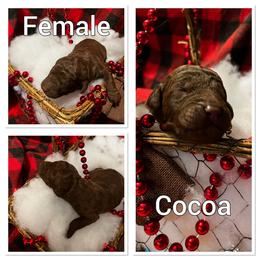 Aussiedoodle Puppies from Woodfield Doodle Farm