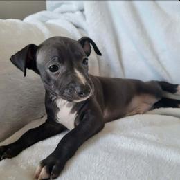 Boy 5 - Red fawn male Italian Greyhound puppy in Monticello, Florida from Lebeck Acres