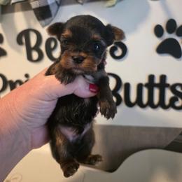 QUINTON - Black and gold male Yorkshire Terrier puppy in Clermont, Florida from Bella's Prissy Butts