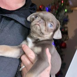 Joey - Silver male Pug puppy in Onalaska, Washington from Cupid’s Pugs