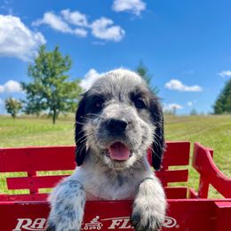 Light Pink - White and black female English Springer Spaniel puppy in Sterling, Michigan from Springerdoodles In MI
