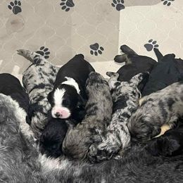 Bernedoodle Puppies from Oswegatchie Doodles