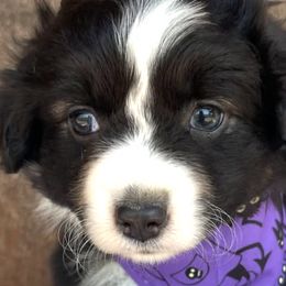 Miniature Australian Shepherds from Twisted O Ranch