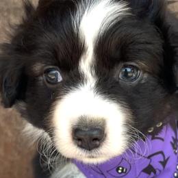 Miniature Australian Shepherds from Twisted O Ranch