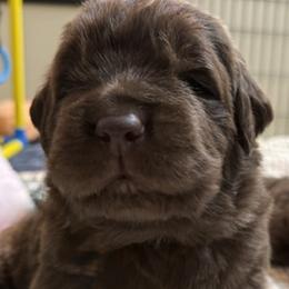 Pink Female - Brown female Newfoundland puppy in Pottstown, Pennsylvania from Latin of Course Newfoundlands