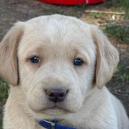 Champagne dk blue - Champagne male Dilute Retriever puppy in Teton County, Montana from East Front Labradors & Treasure State Schnauzers