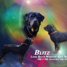 Blitz - Rottweiler