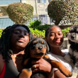 Red Boy - Black and mahogany male Rottweiler puppy in Lebanon, Oregon from SOUTH SANTIAM ROTTWEILERS