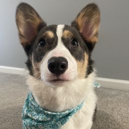 American Corgis and Pembroke Welsh Corgis from Blue Creek Corgis