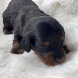 Dachshund Puppies from Hart Dachshunds