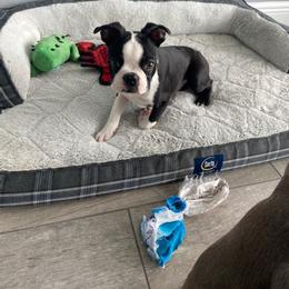 Boston Terrier Puppies from I Love Pups