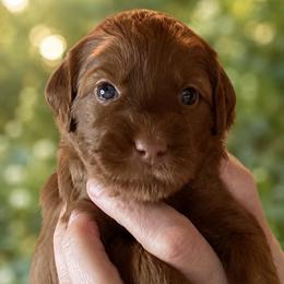 Summer - White Collar - Red  female Goldendoodle puppy in Huntsville, Alabama from Falcon Ridge Doodles
