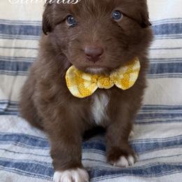 Mr. Edwards - Red & white male Australian Shepherd puppy in Temecula, California from Boulder & Branch Aussie Ranch