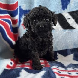 Scar - Black male Poodle puppy in Mayville, Michigan from Kathy Maize