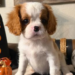 Riley - Blenheim male Cavalier King Charles Spaniel puppy in Kidder, South Dakota from Continental Cavaliers