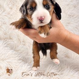 Slate - Tri-color male Bernedoodle puppy in Norcross, Georgia from Teddy Puppies