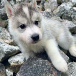 Parsley - Sable and white male Siberian Husky puppy in West Baldwin, Maine from Douglas Mountain Farm and Kennel