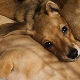 Dachshund puppies from Windy Ridge Dachshunds