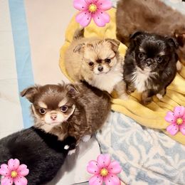 Angle (tri-color chocolate) - Chocolate and tan female Chihuahua puppy in Santa Rosa Beach, Florida from Eva's Chihuahua