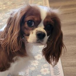 Bernedoodles, Cavapoos, Goldendoodles, and Golden Mountain Doodles from Oodles O'Doodles